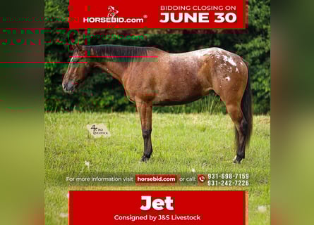 Appaloosa, Gelding, 7 years, 15,3 hh