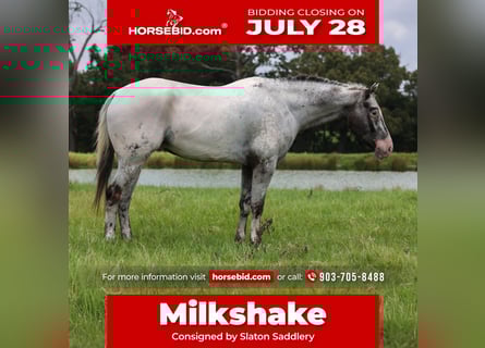 Appaloosa, Gelding, 7 years, 16 hh, Gray