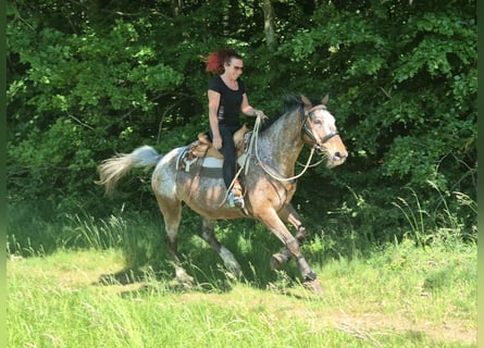 Appaloosa, Gelding, 7 years, 16 hh, Leopard-Piebald