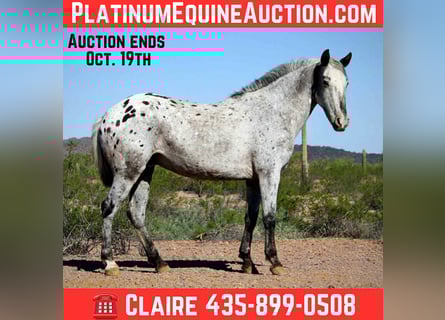 Appaloosa, Gelding, 8 years, Roan-Blue