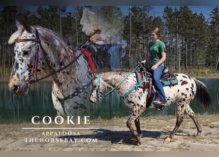 Appaloosa, Gelding, 9 years, 14.2 hh, Leopard-Piebald