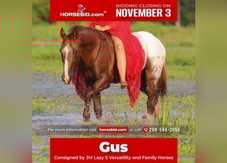 Appaloosa, Gelding, 9 years, 15,2 hh, Chestnut