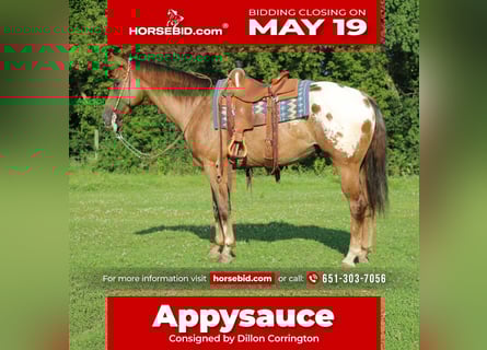 Appaloosa, Gelding, 9 years, 15,2 hh, Sorrel