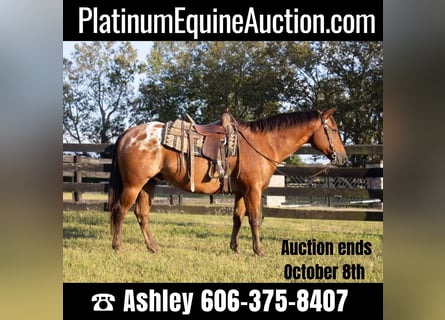 Appaloosa, Gelding, 9 years, 15,3 hh, Bay