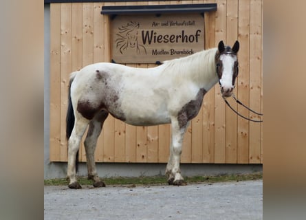 Appaloosa, Giumenta, 10 Anni, 150 cm, Leopard