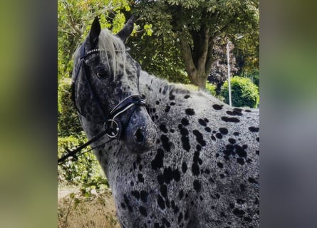Appaloosa, Giumenta, 10 Anni, 157 cm, Leopard