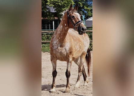 Appaloosa, Giumenta, 11 Anni, 154 cm