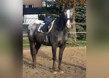 Appaloosa, Giumenta, 14 Anni, 154 cm, Leopard