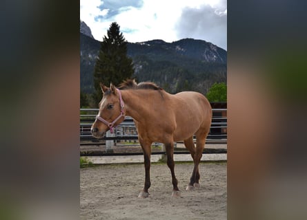 Appaloosa, Giumenta, 14 Anni, 155 cm, Baio