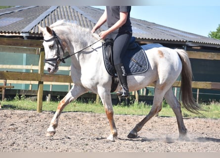 Appaloosa, Giumenta, 19 Anni, 148 cm, Baio roano