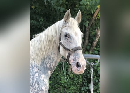 Appaloosa, Giumenta, 20 Anni, 156 cm, Grigio