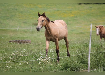 Appaloosa Mix, Giumenta, 2 Anni, 150 cm, Falbo
