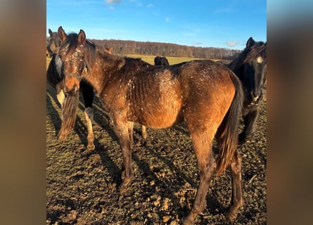 Appaloosa Mix, Giumenta, 2 Anni, 158 cm, Baio roano