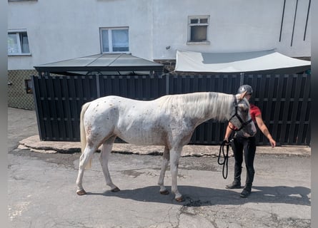 Appaloosa, Giumenta, 3 Anni, 158 cm, Leopard