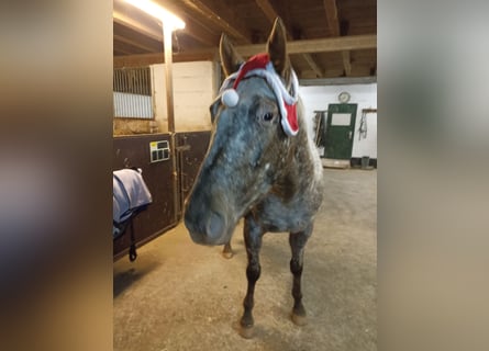 Appaloosa, Giumenta, 3 Anni, 160 cm, Leopard