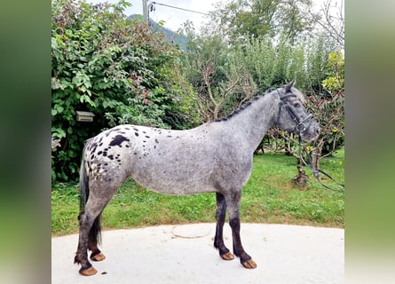 Appaloosa, Giumenta, 4 Anni, 146 cm, Leopard