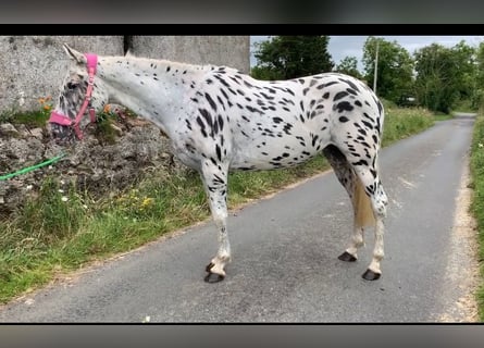 Appaloosa, Giumenta, 4 Anni, 148 cm, Leopard