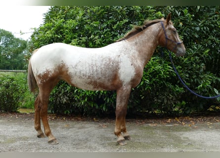 Appaloosa, Giumenta, 4 Anni, 149 cm, Leopard