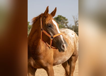 Appaloosa, Giumenta, 4 Anni, 154 cm, Baio