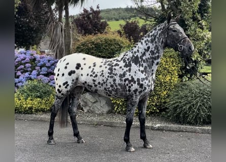 Appaloosa, Giumenta, 4 Anni, 163 cm, Leopard