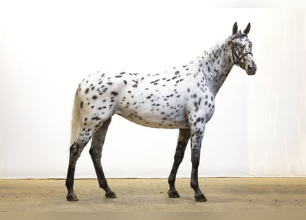 Appaloosa, Giumenta, 5 Anni, 167 cm, Leopard Appaloosa, Giumenta, 5 Anni, 167 cm, Leopard
