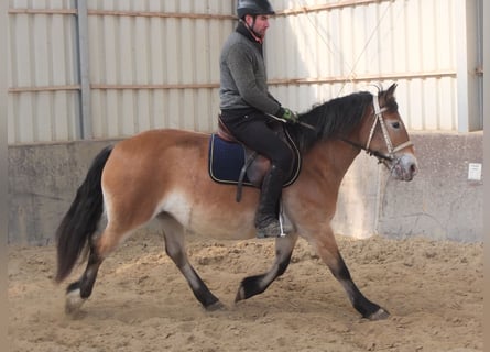 Appaloosa Mix, Giumenta, 7 Anni, 149 cm, Baio chiaro