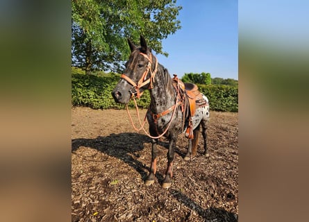 Appaloosa, Giumenta, 7 Anni, 153 cm, Leopard