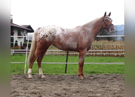 Appaloosa, Giumenta, 7 Anni, 155 cm, Leopard