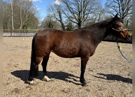 Appaloosa Mix, Giumenta, 8 Anni, 141 cm, Baio