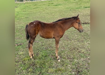 Appaloosa, Giumenta, Puledri (05/2025), 153 cm, Baio