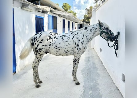 Appaloosa, Hengst, 1 Jaar, 145 cm, Appaloosa