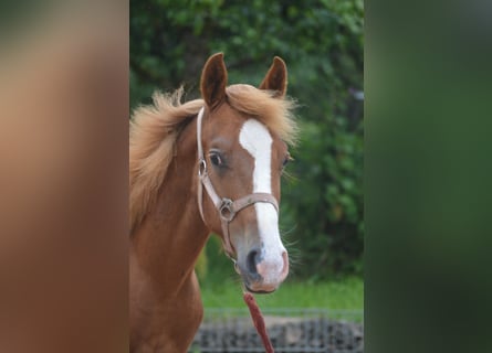 Appaloosa Mix, Hengst, 1 Jaar, 145 cm, Donkere-vos