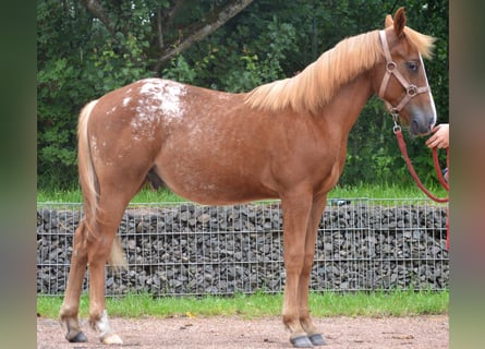 Appaloosa Mix, Hengst, 1 Jaar, 145 cm, Vos