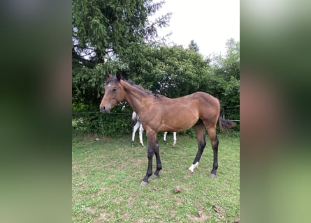 Appaloosa, Hengst, 1 Jaar, 155 cm, Buckskin