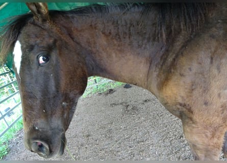 Appaloosa, Hengst, 1 Jaar, 157 cm, Donkerbruin