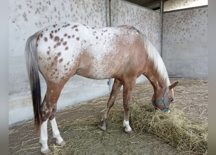 Appaloosa, Hengst, 2 Jaar, 140 cm, Appaloosa