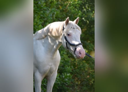 Appaloosa, Hengst, 2 Jaar, 144 cm, Appaloosa