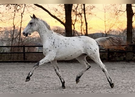 Appaloosa, Hengst, 2 Jaar, 170 cm, Appaloosa