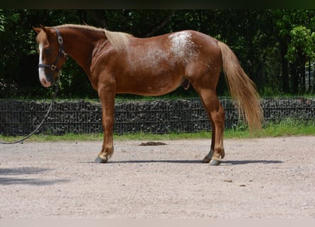 Appaloosa Mix, Hengst, 2 Jahre, 145 cm, Fuchs