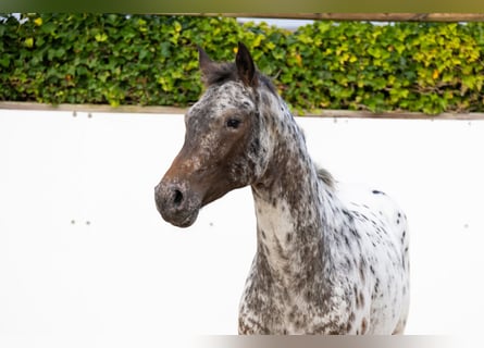 Appaloosa, Hengst, 2 Jahre, 162 cm, Tigerschecke