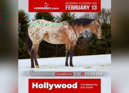 Appaloosa, Hengst, 2 Jahre