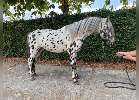 Appaloosa, Hengst, 3 Jaar, 110 cm, Appaloosa