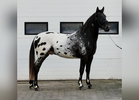 Appaloosa, Hengst, 4 Jahre, 157 cm, Tigerschecke