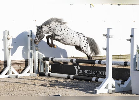 Appaloosa, Hengst, 5 Jaar, 101 cm, Appaloosa