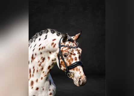 Appaloosa, Hengst, 6 Jaar, 143 cm, Appaloosa