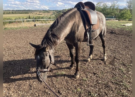 Appaloosa, Hengst, 6 Jaar, 155 cm