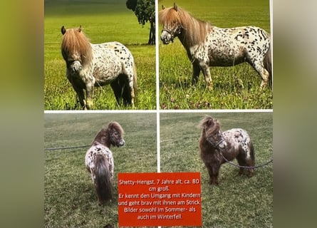 Appaloosa, Hengst, 7 Jahre, 80 cm, Tigerschecke