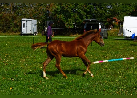 Appaloosa, Hengst, Fohlen (03/2026), 155 cm, Dunkelfuchs
