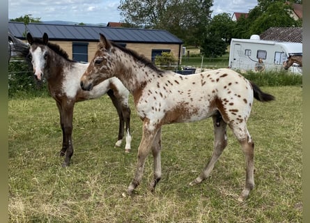 Appaloosa, Hengst, Fohlen (03/2026), 155 cm, Tigerschecke