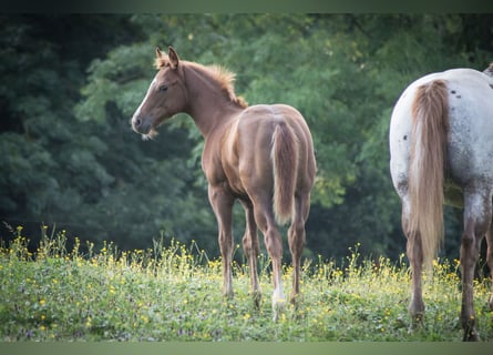 Appaloosa, Hengst, Fohlen (04/2024), Fuchs